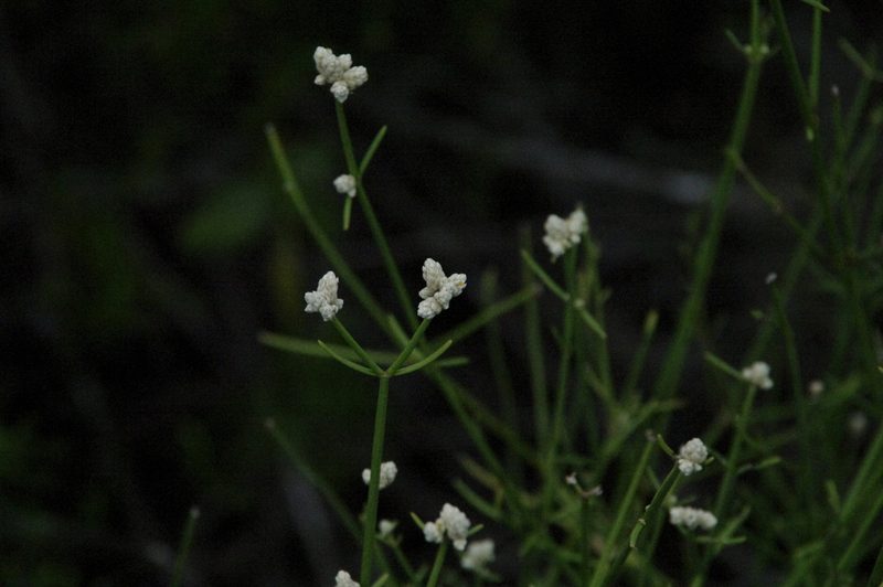Alternanthera filifolia, photographed by Eric Knight
