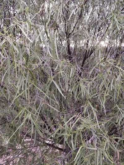 Geijera parviflora, photographed by Will Cornwell