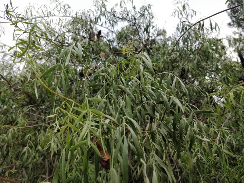 Pandorea doratoxylon, photographed by Will Cornwell