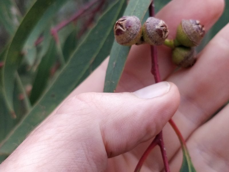 Eucalyptus morrisii, photographed by Will Cornwell