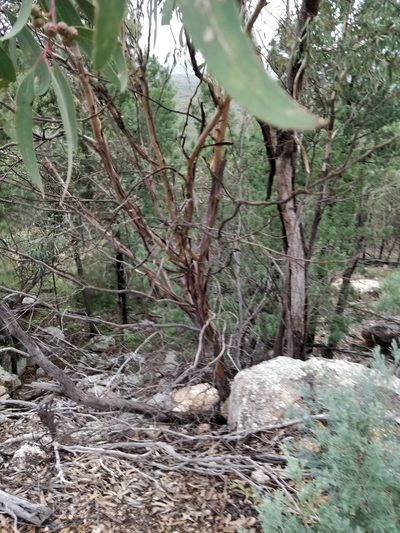 Eucalyptus morrisii, photographed by Will Cornwell
