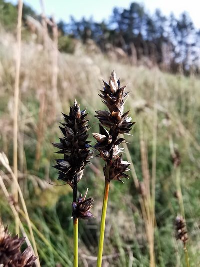 Carex pairae, photographed by Grzegorz Grzejszczak