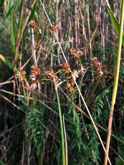 Juncus subnodulosus, photographed by Grzegorz Grzejszczak