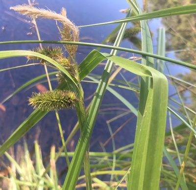 Carex fascicularis, photographed by Ann Bentley