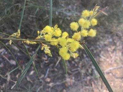 Acacia iteaphylla, photographed by Ann Bentley