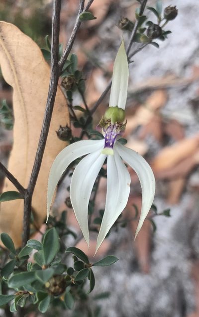 Praecoxanthus aphyllus, photographed by Ann Bentley