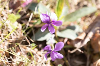 Viola philippica, photographed by WATANABE Hitoshi 渡辺仁