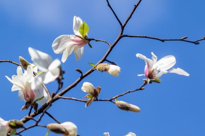 Magnolia kobus, photographed by WATANABE Hitoshi 渡辺仁