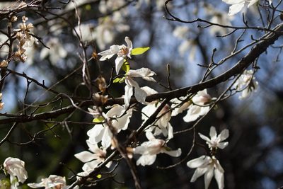 Magnolia kobus, photographed by WATANABE Hitoshi 渡辺仁