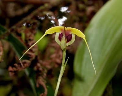 Scaphosepalum grande, photographed by desertnaturalist