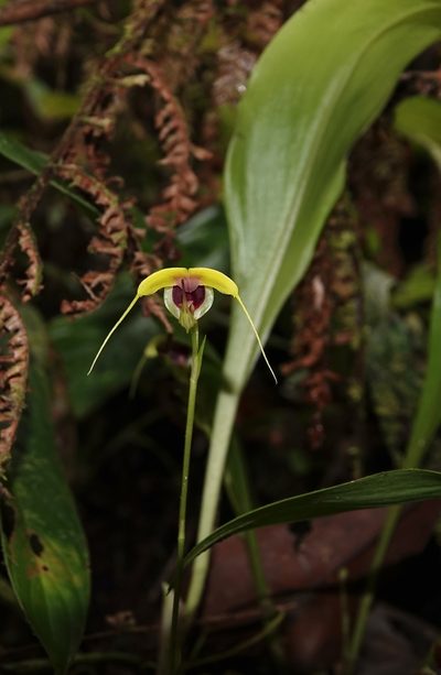 Scaphosepalum grande, photographed by desertnaturalist