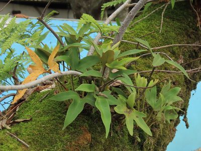 Pyrrosia polydactylos, photographed by chiuluan