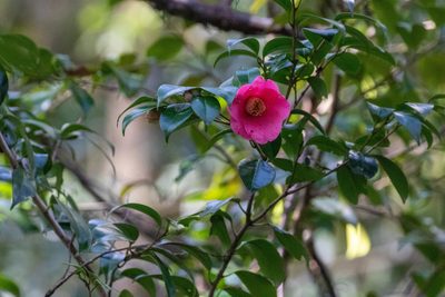 Camellia japonica, photographed by WATANABE Hitoshi 渡辺仁