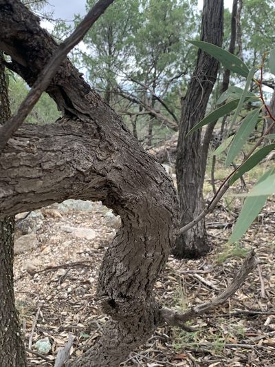 Eucalyptus morrisii, photographed by Guy Taseski