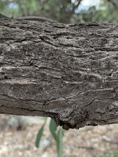 Eucalyptus morrisii, photographed by Guy Taseski