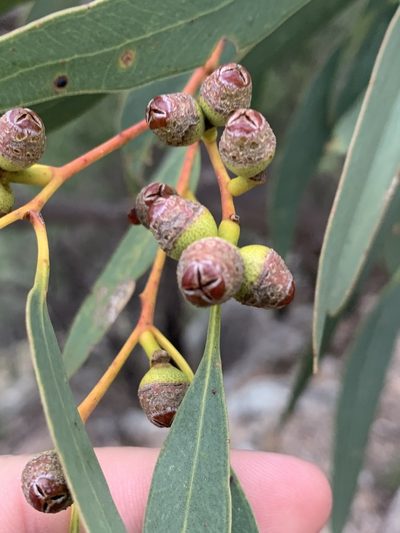 Eucalyptus morrisii, photographed by Guy Taseski