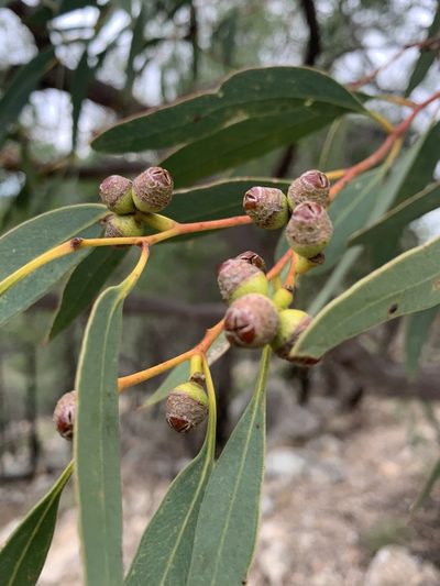 Eucalyptus morrisii, photographed by Guy Taseski