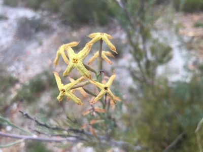 Franklandia fucifolia, photographed by Ann Bentley