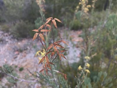 Franklandia fucifolia, photographed by Ann Bentley