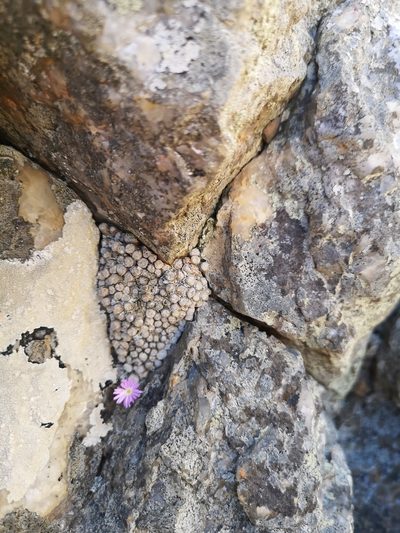 Conophytum ectypum, photographed by leandra-k_89
