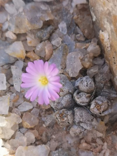 Conophytum ectypum, photographed by leandra-k_89