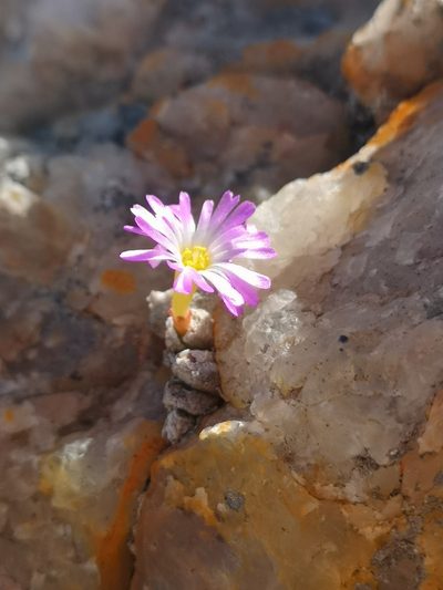 Conophytum ectypum, photographed by leandra-k_89