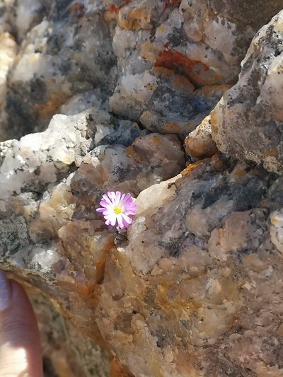 Conophytum ectypum, photographed by leandra-k_89