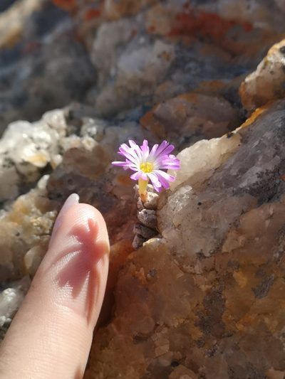 Conophytum ectypum, photographed by leandra-k_89