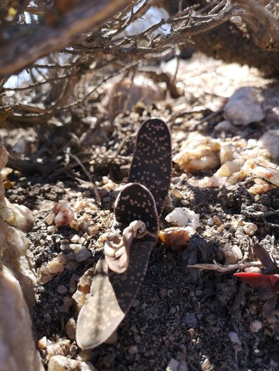Gasteria pillansii, photographed by leandra-k_89