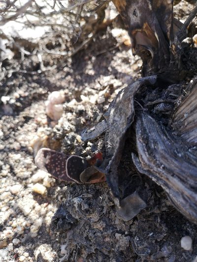 Gasteria pillansii, photographed by leandra-k_89