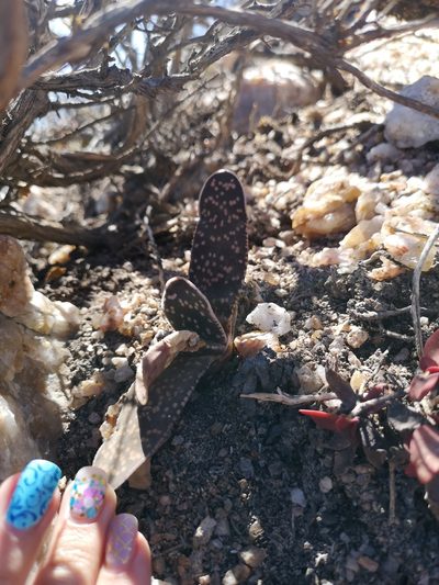 Gasteria pillansii, photographed by leandra-k_89