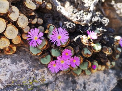 Conophytum wettsteinii, photographed by leandra-k_89