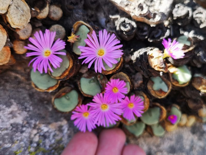 Conophytum wettsteinii, photographed by leandra-k_89