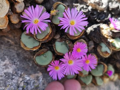 Conophytum wettsteinii, photographed by leandra-k_89