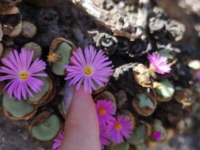 Conophytum wettsteinii, photographed by leandra-k_89