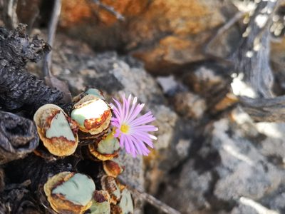 Conophytum wettsteinii, photographed by leandra-k_89