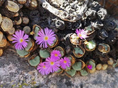 Conophytum wettsteinii, photographed by leandra-k_89