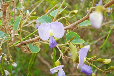 Poissonia hypoleuca, photographed by Michelle Delaloye