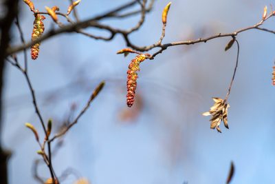 Carpinus laxiflora, photographed by WATANABE Hitoshi 渡辺仁