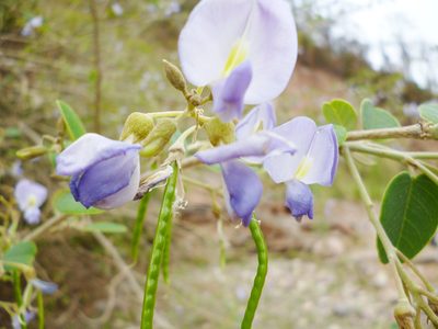 Poissonia hypoleuca, photographed by Michelle Delaloye