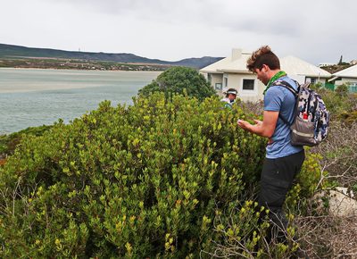 Leucadendron muirii, photographed by Di Turner