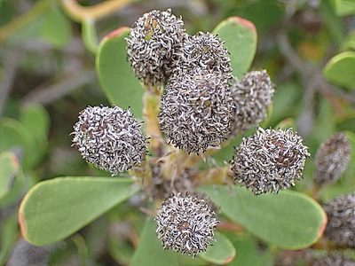 Leucadendron muirii, photographed by Di Turner