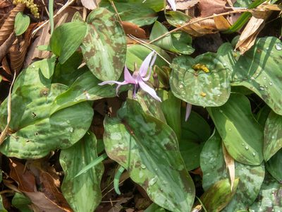 Erythronium japonicum, photographed by WATANABE Hitoshi 渡辺仁