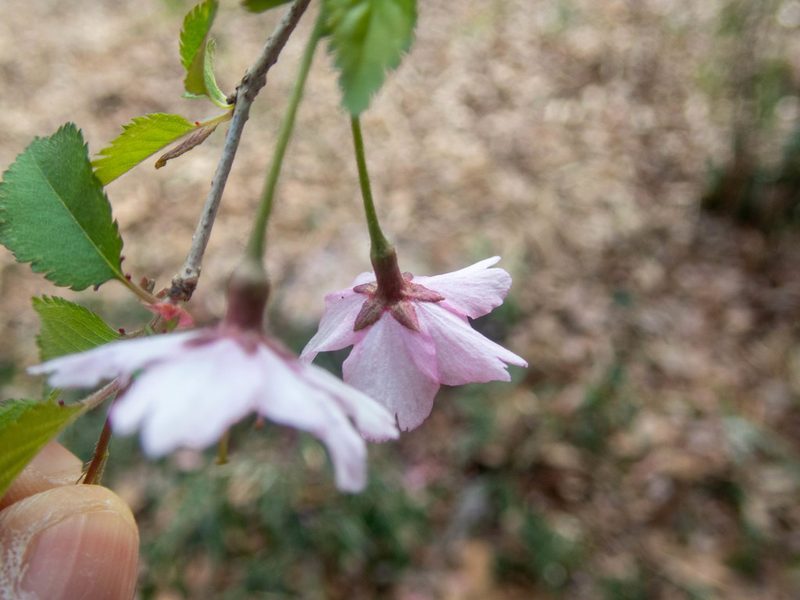 Prunus incisa, photographed by WATANABE Hitoshi 渡辺仁