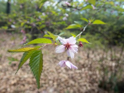 Prunus incisa, photographed by WATANABE Hitoshi 渡辺仁