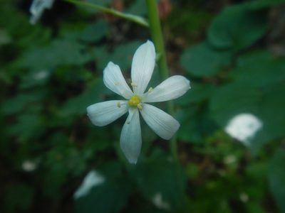 Loncomelos ponticus, photographed by Сергей Крыленко