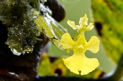 Erycina pumilio, photographed by desertnaturalist