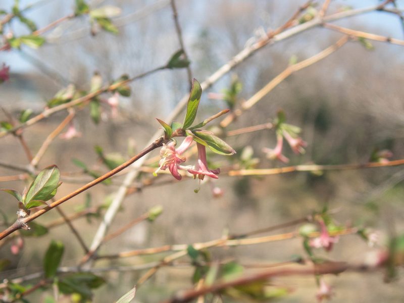 Lonicera gracilipes, photographed by WATANABE Hitoshi 渡辺仁