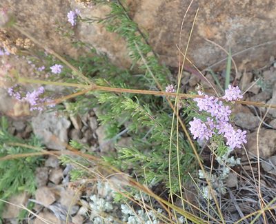 Selago galpinii, photographed by Peter Warren