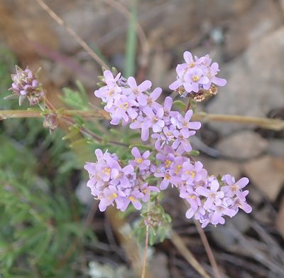 Selago galpinii, photographed by Peter Warren